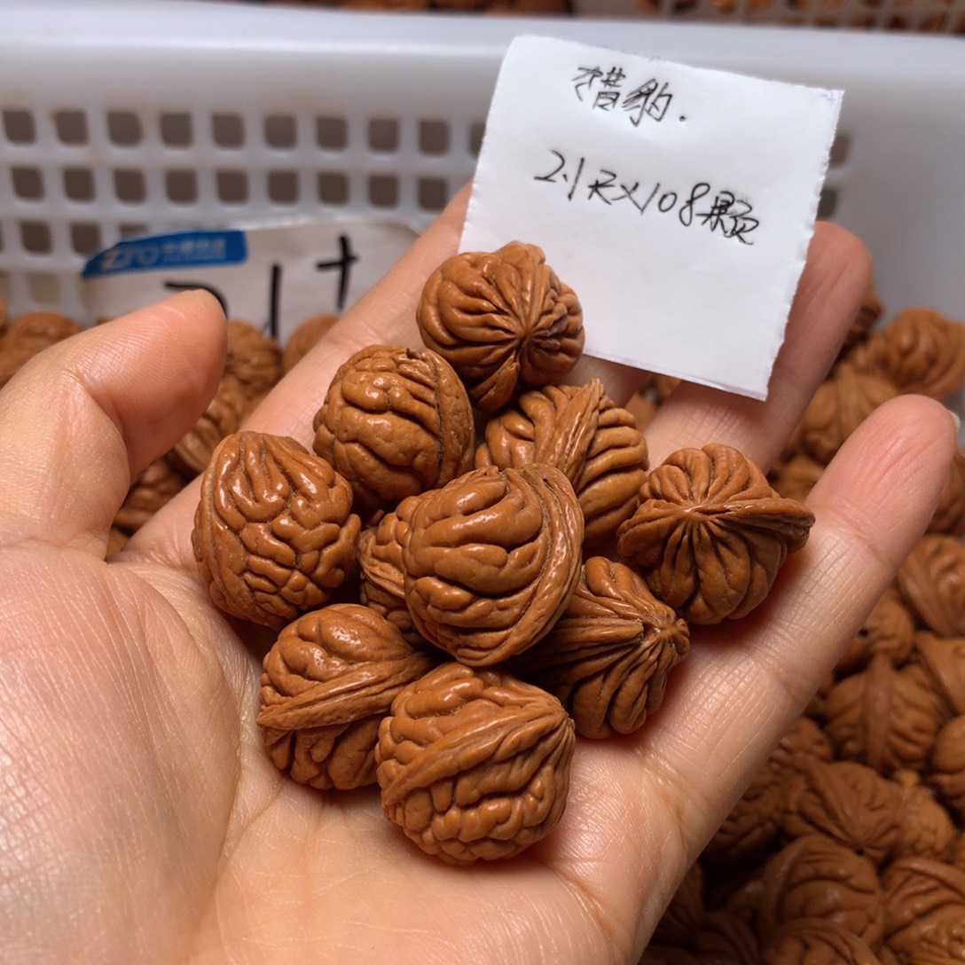 野生龙纹桃核霸王龙