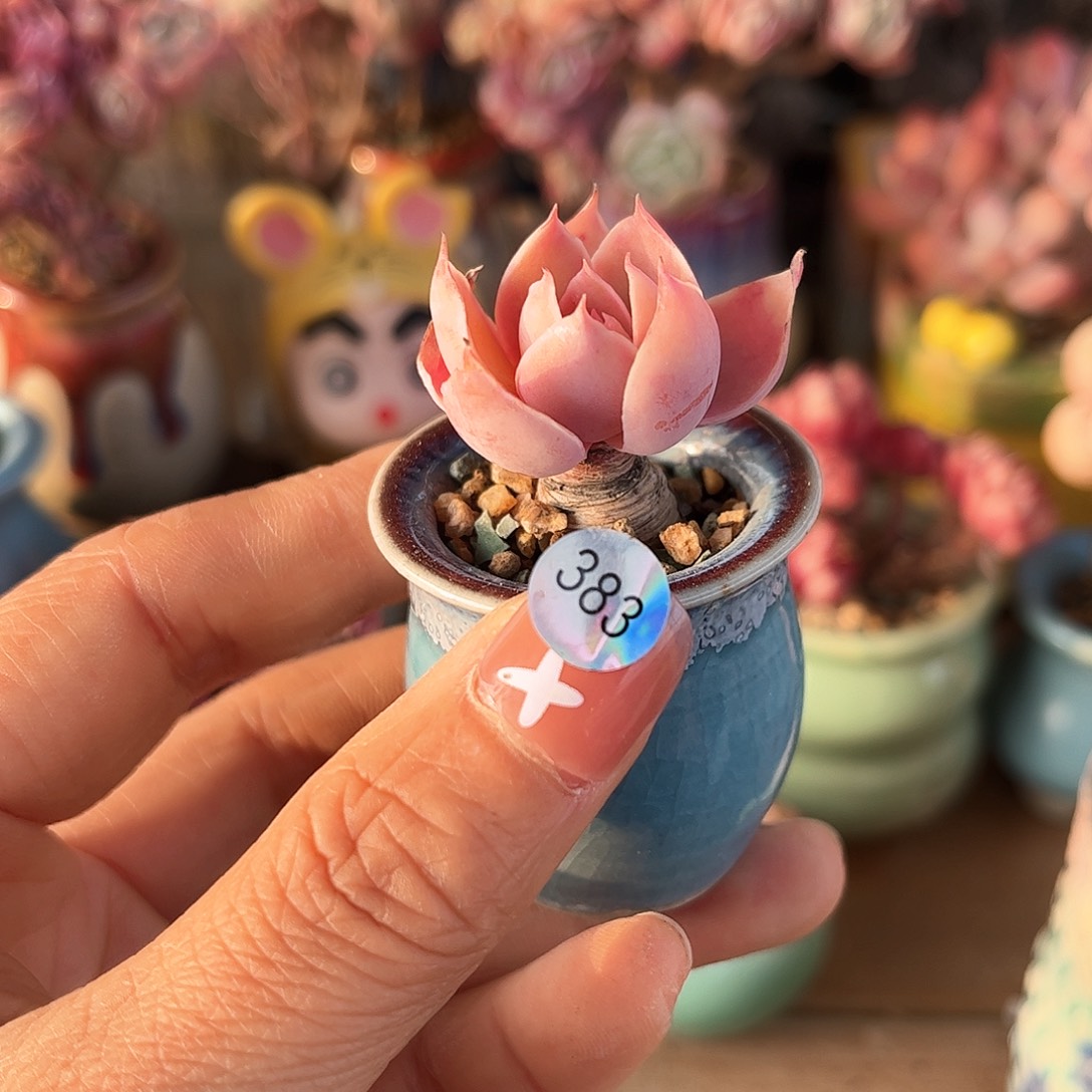 383 多肉含盆土30元包邮除偏远