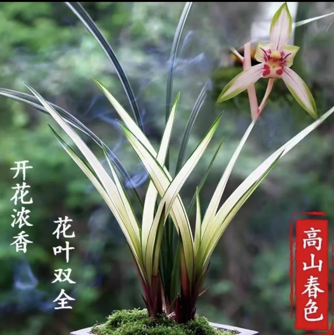 【珺萧予花】高山春色 建兰 瓷白中透艺 花叶双全 高端室内兰花