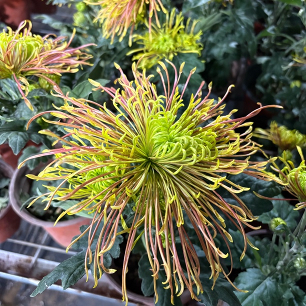 新品山海深坛国菊到手一盆