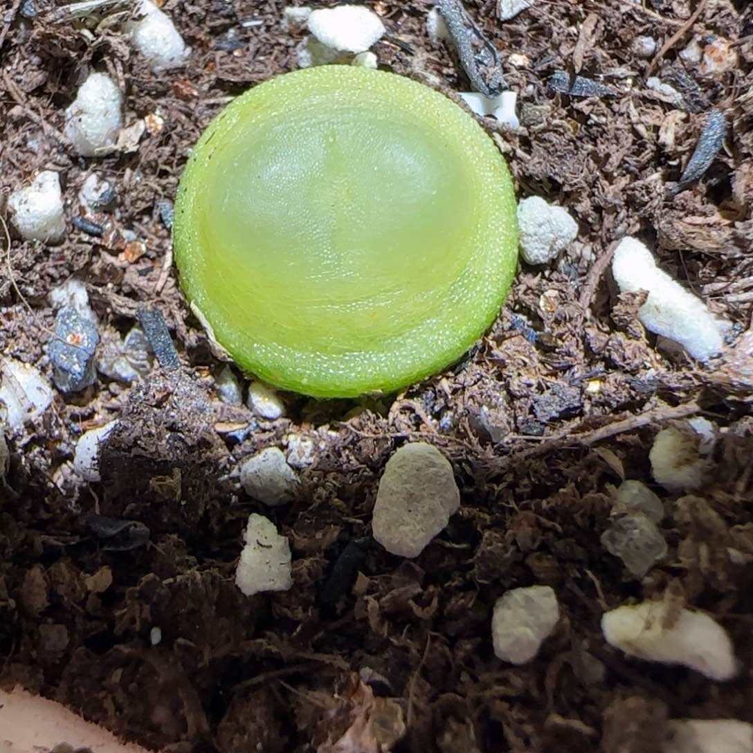 肉锥多肉植物百科-日式拉登366