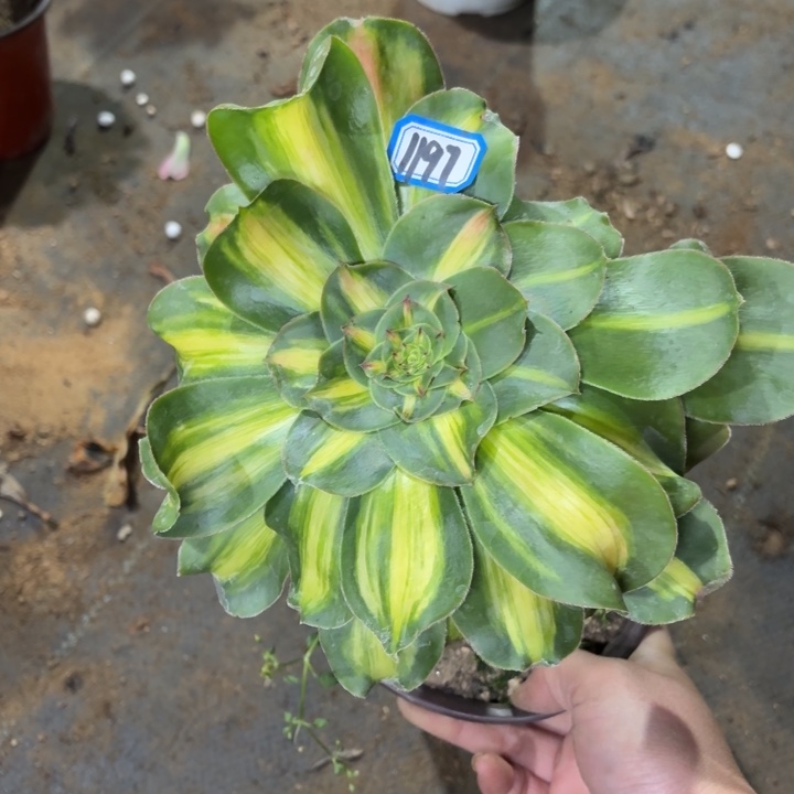 暴君1197老桩长腿