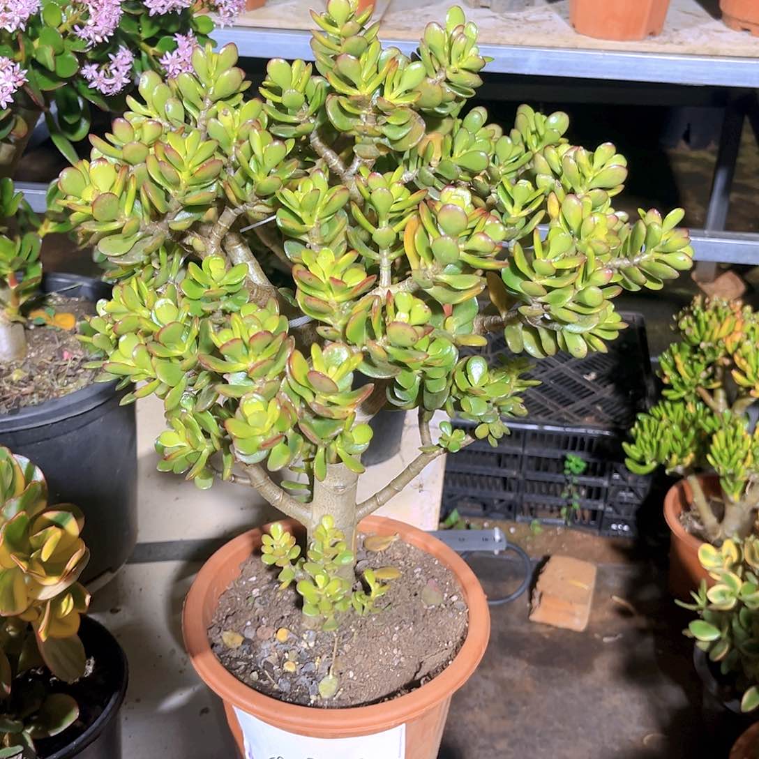 姬红花月摇钱树0929号