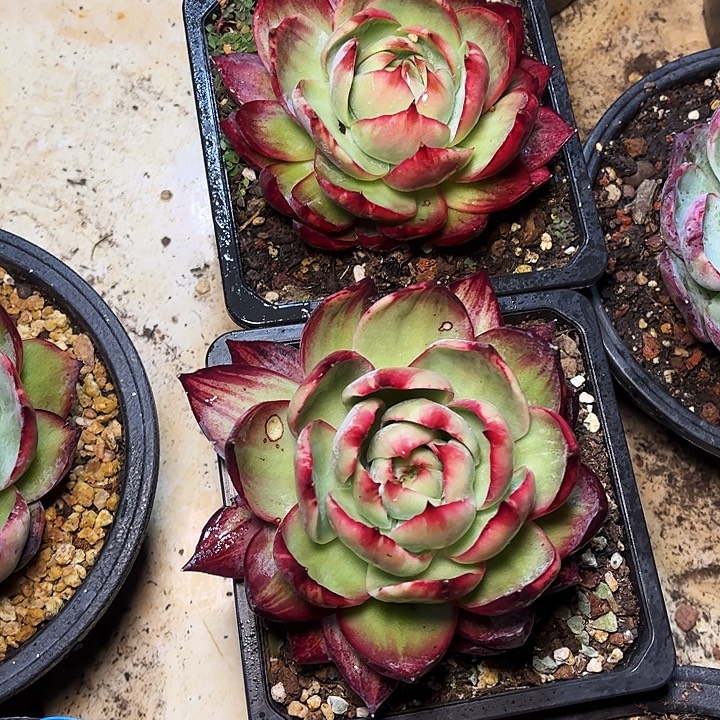 惊鸿仙子一物一拍，2颗