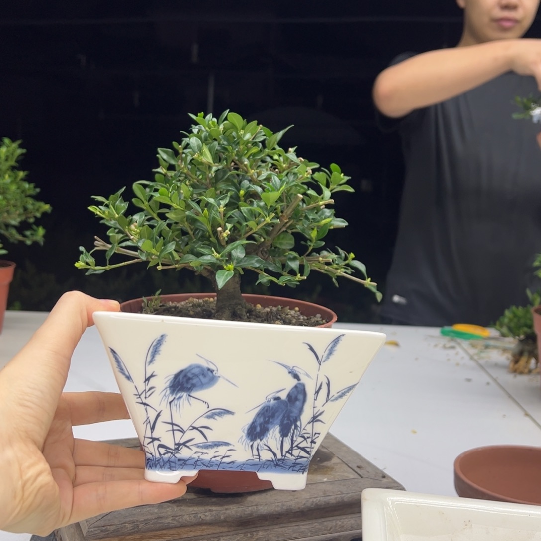 完全开放寿星栀子花换盆寄养