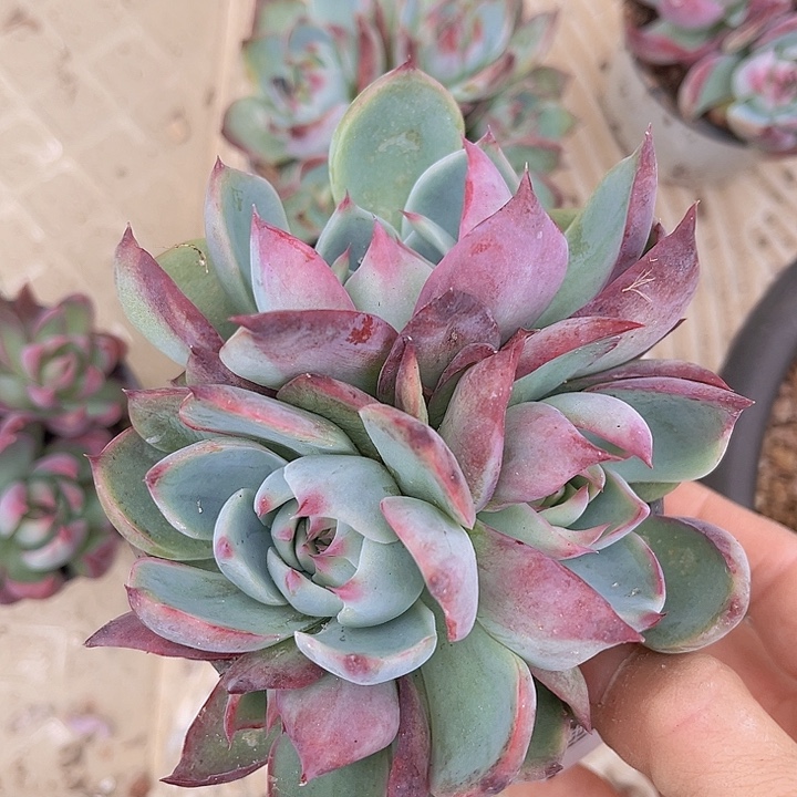 惊鸿仙子0447多肉植物