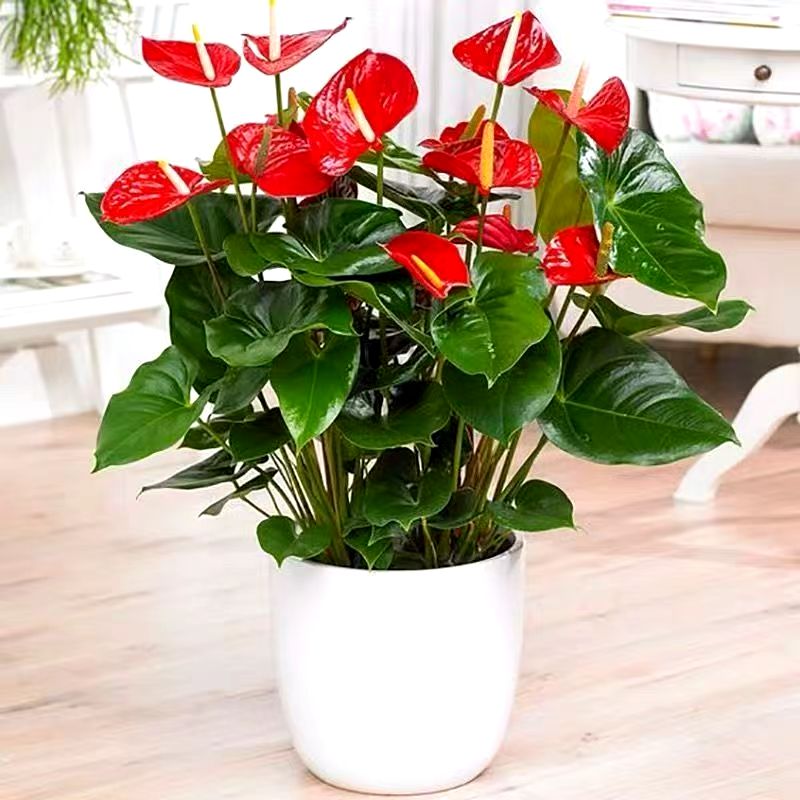 带花红掌盆栽室内绿植花卉四季开花鸿运当头好养植物