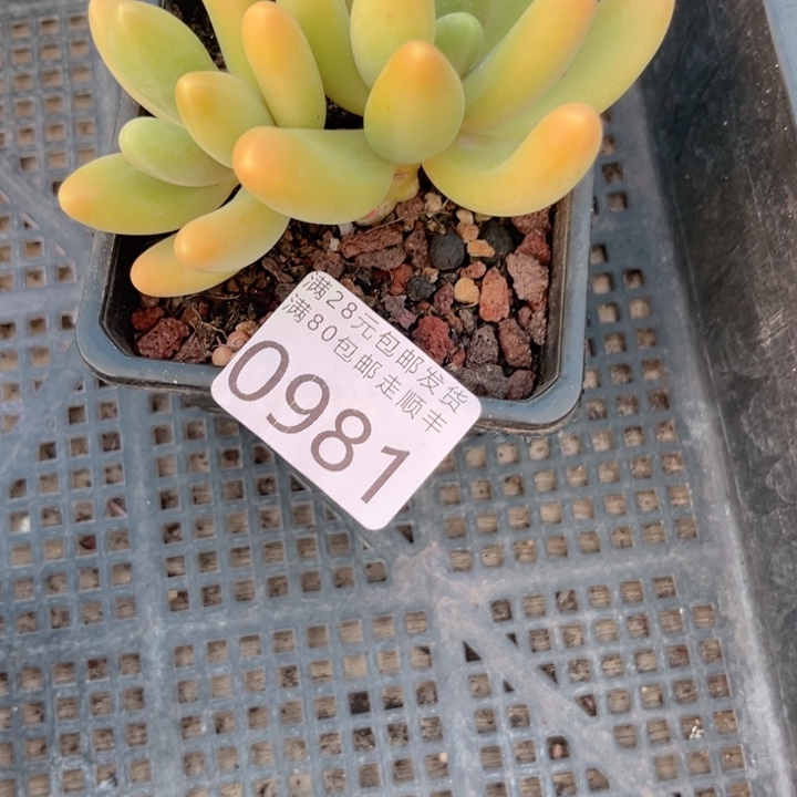 桃***桃大0981hhjjjjjjjjjj