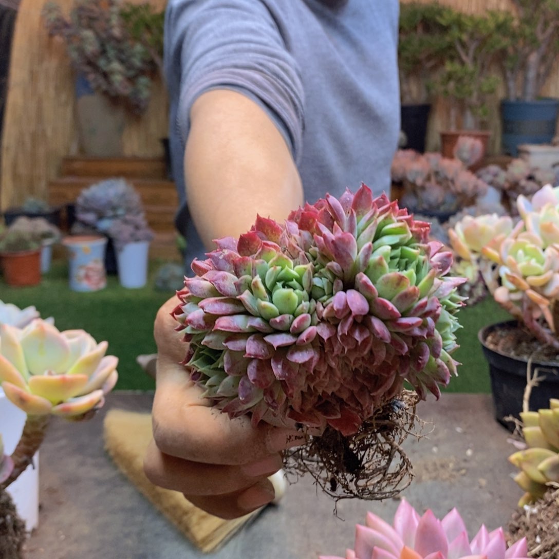 老***暖A16号朱砂痣多肉