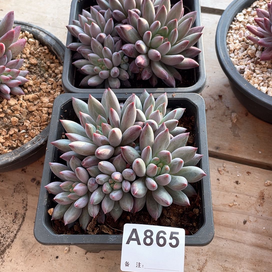 弹***鱼865多肉植物多肉植物