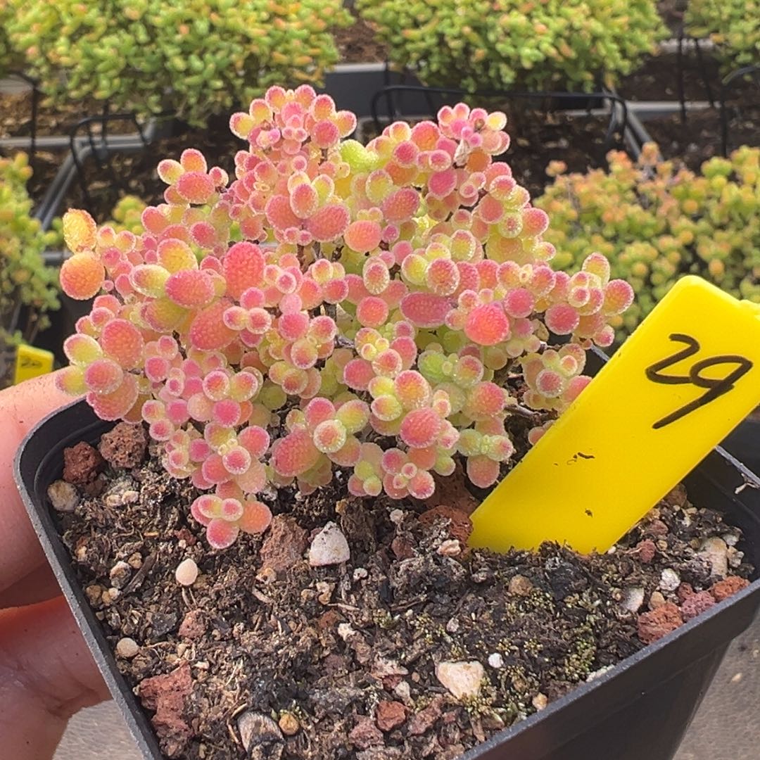 蜜橘糖球29号5.5cm盆