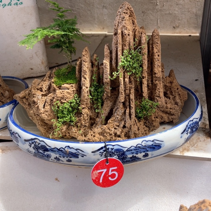 当前无花朵，栽培后可花朵憧***来