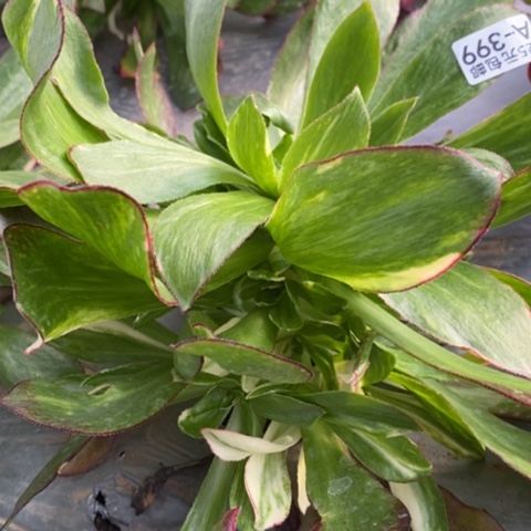 399魅影七彩满25包邮多肉