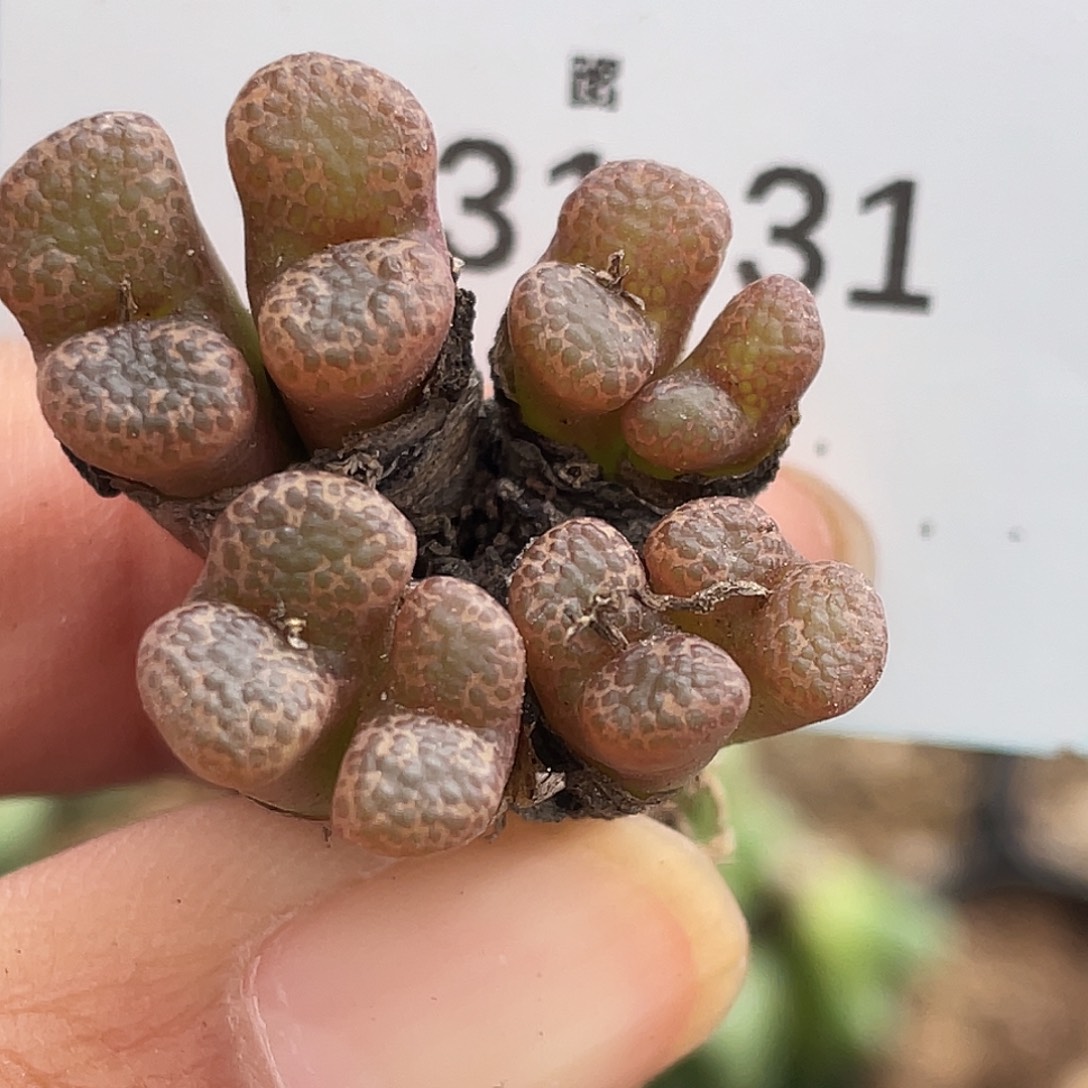 31-31泡泡勋章多肉植物