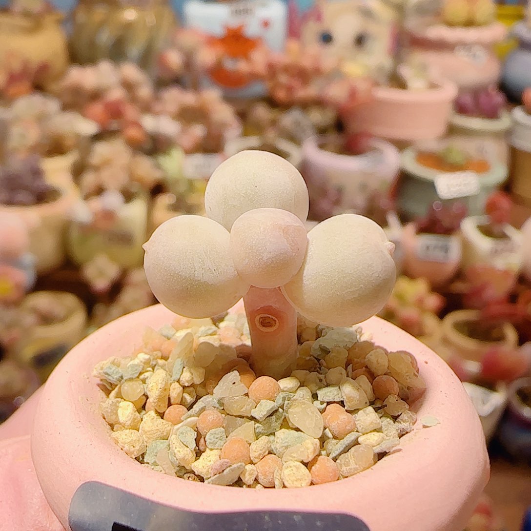 T圆圆米可奶盆口2cm