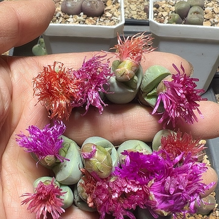 214号特价金玲12颗多肉植物