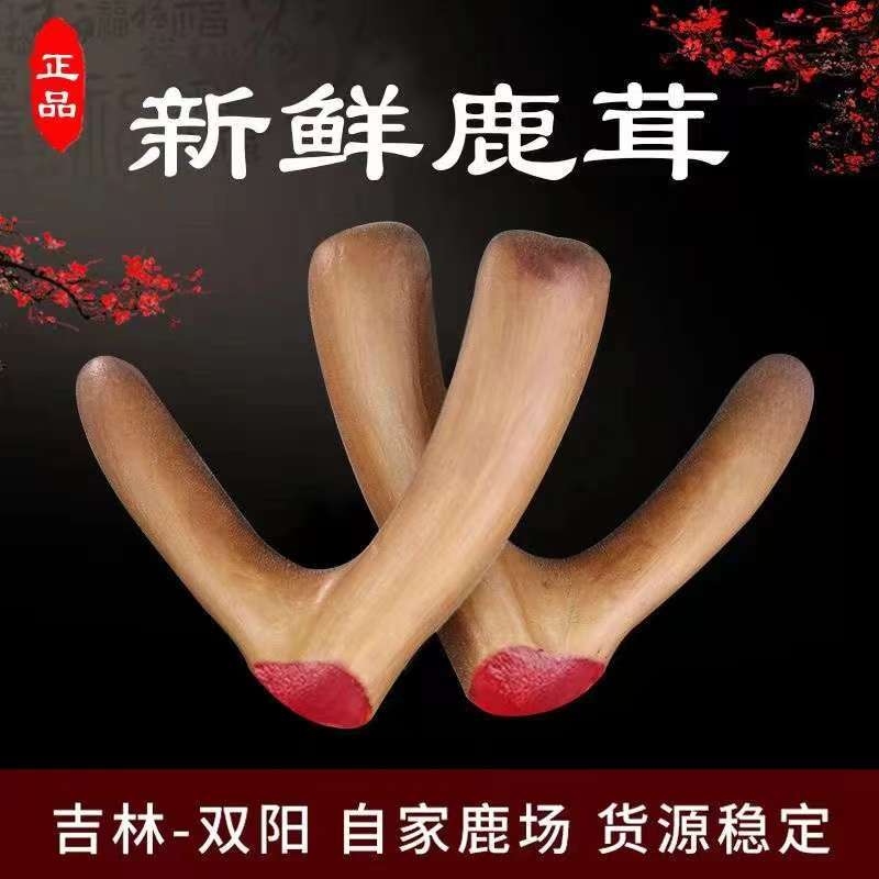 新鲜鹿茸滋补泡酒煲汤东北特产直播间选购一物一拍