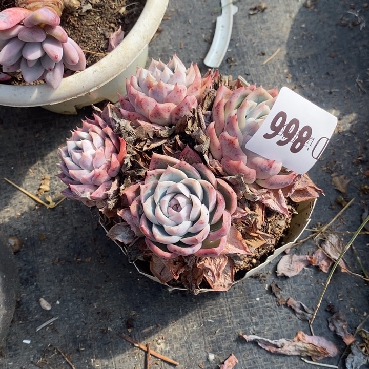 是***呀866孤星多肉植物多肉