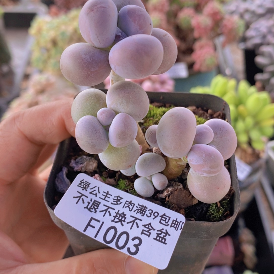 芭比奶洛5cm1003多肉植物