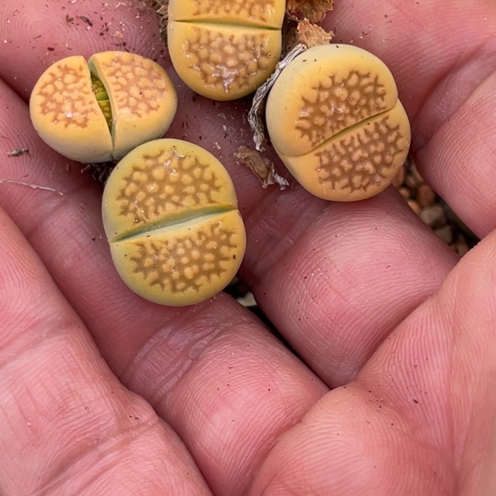 48888888885585588888