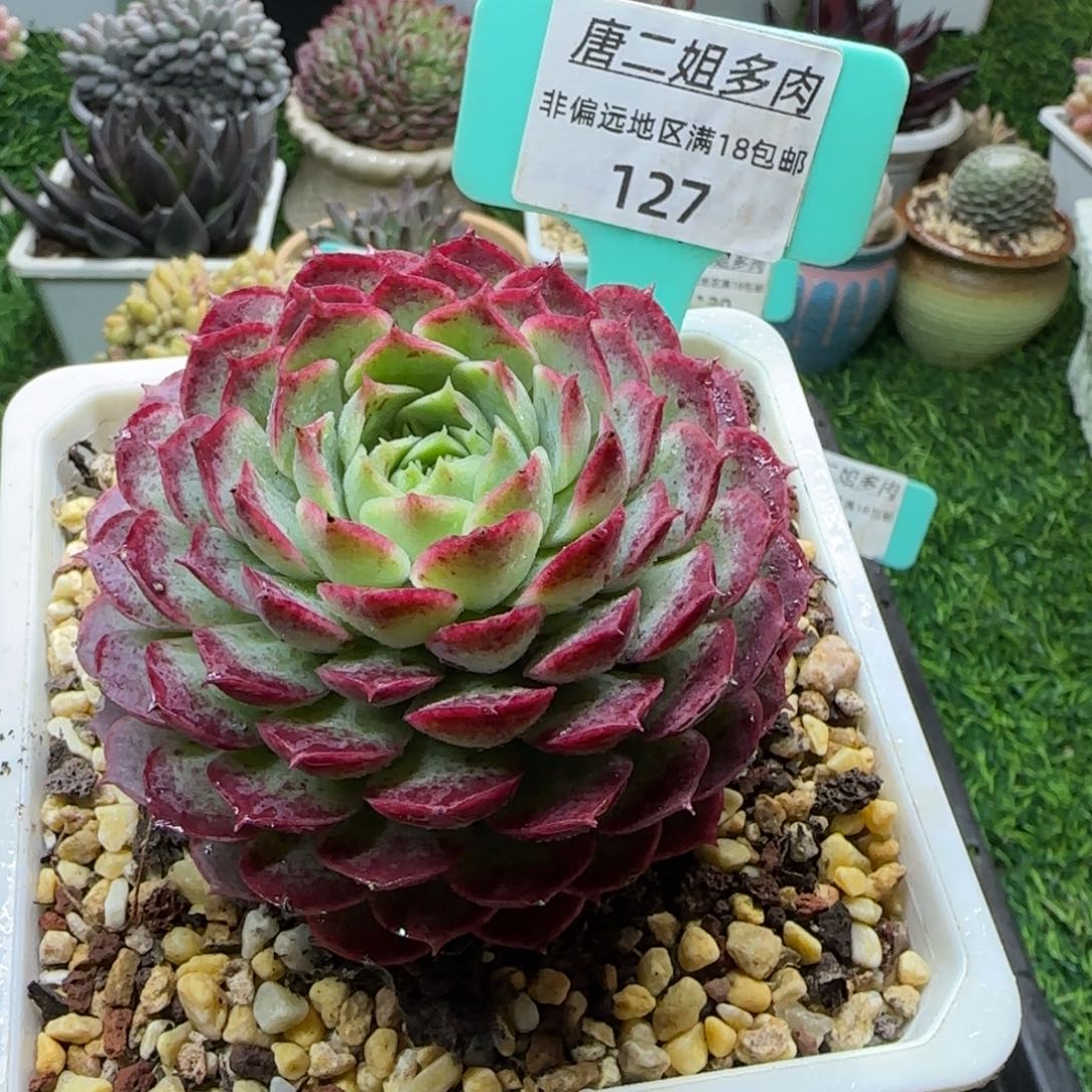 唐二姐多肉编号127