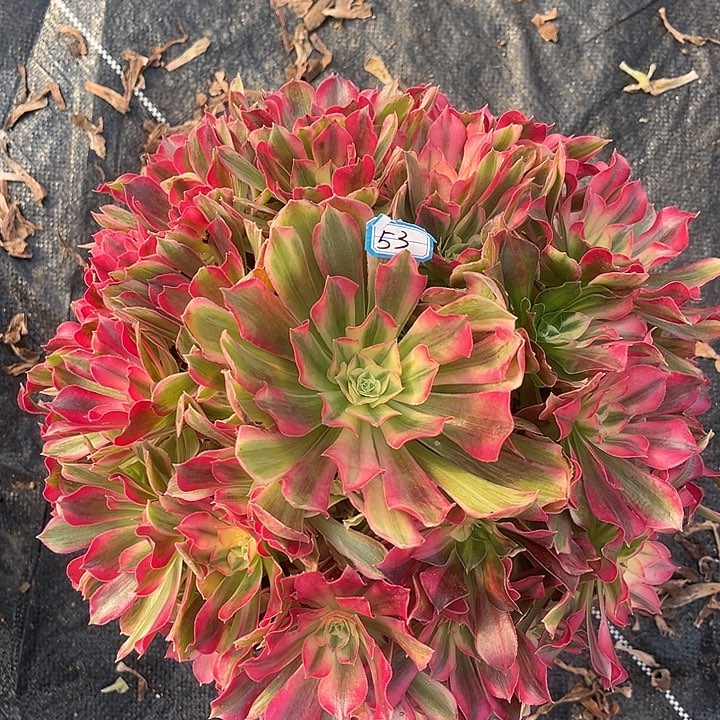 53魅影法师多肉植物