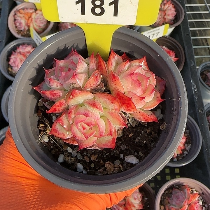 ****蓉181 侧影多肉植物6-9cm