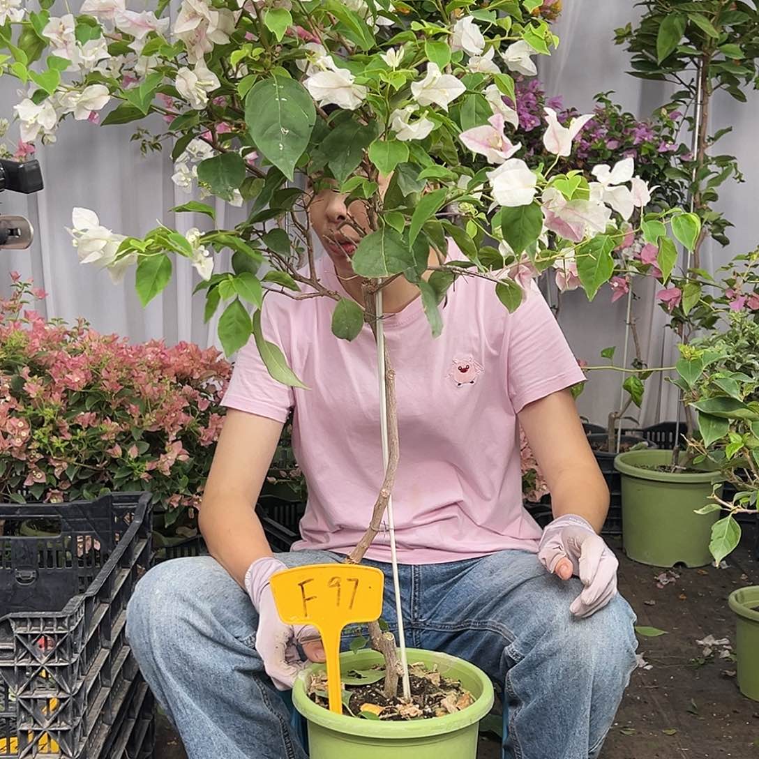 季***季当前无花栽培后可以开花F97广红樱