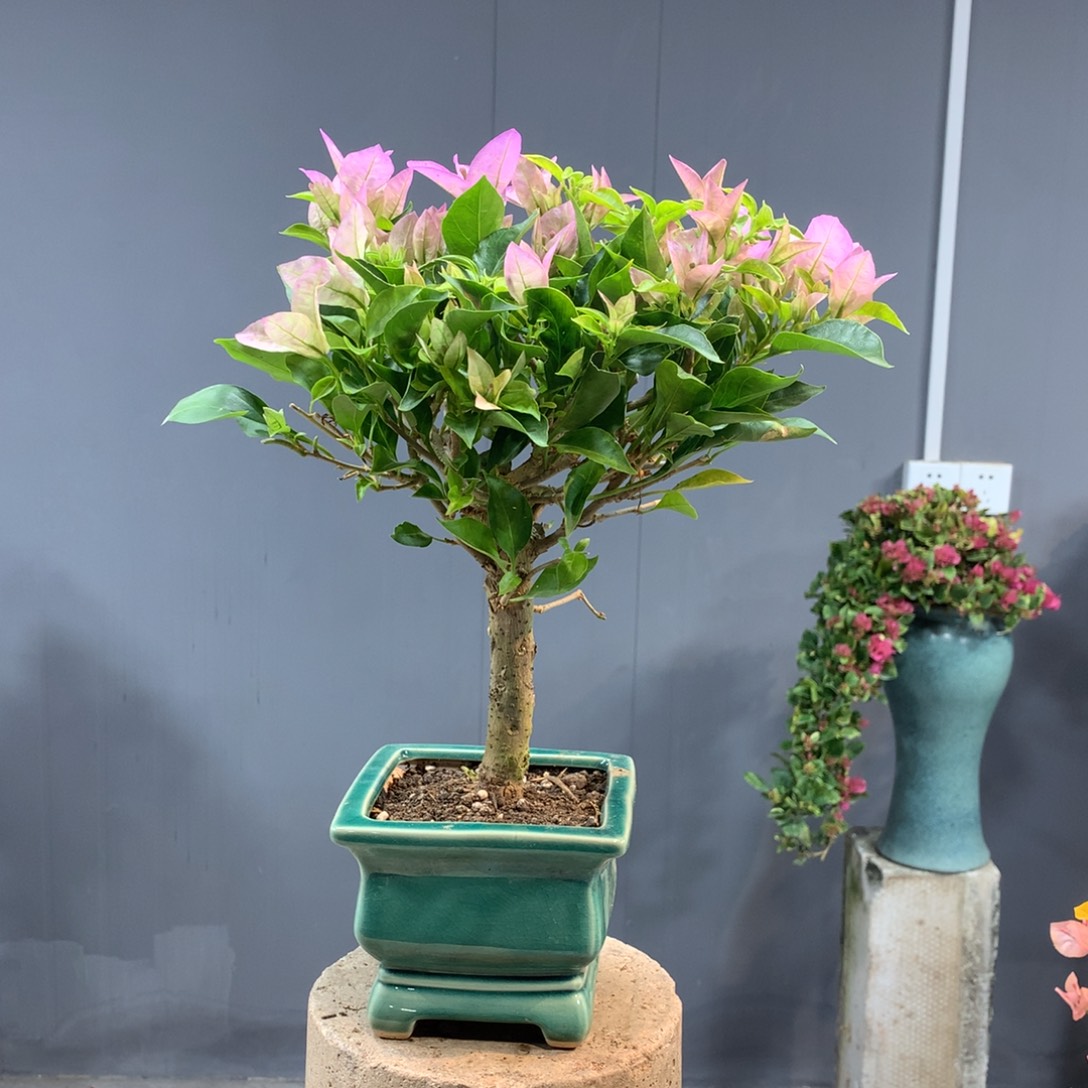 大量花朵（建议范围：8朵-15朵 或40%以上）