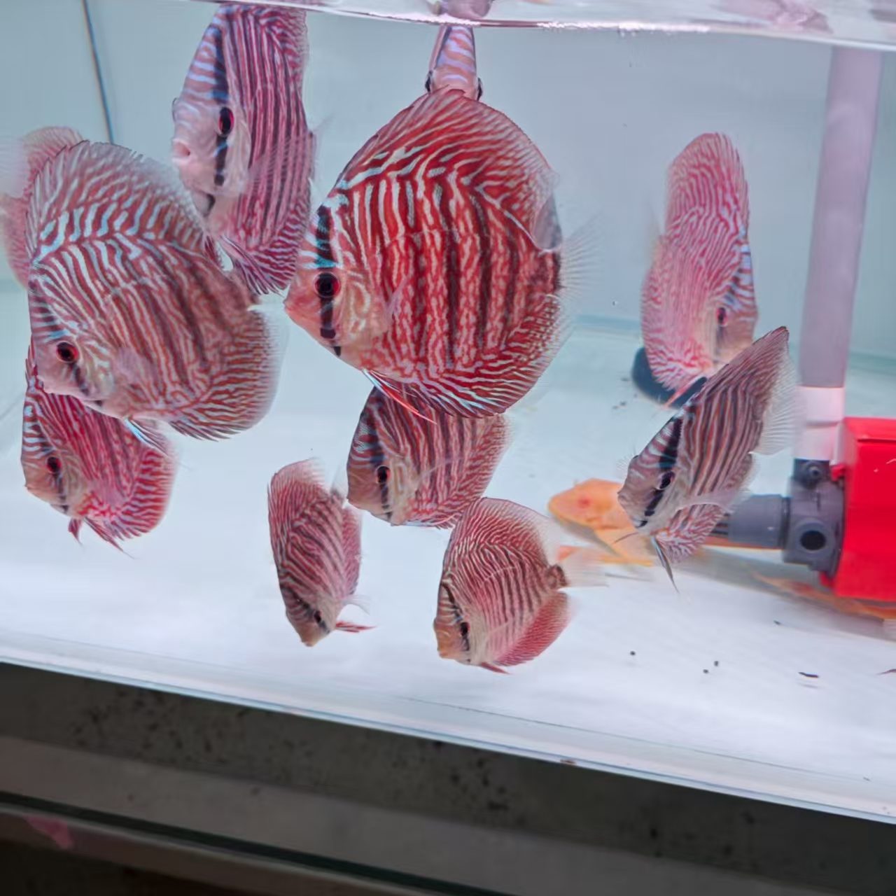 七彩神仙鱼马来虎纹