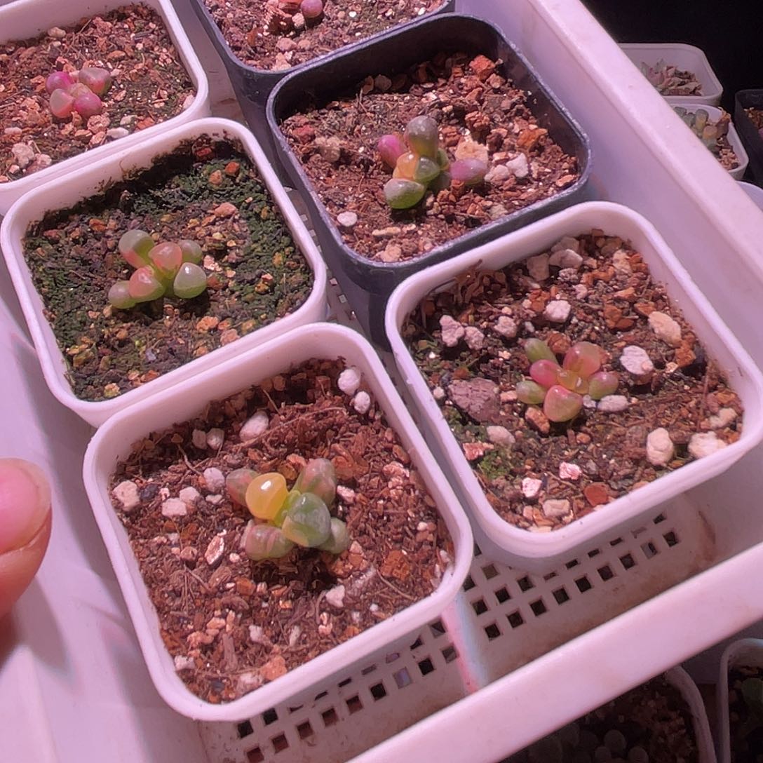 5***0五十玲玉锦特价小苗一组