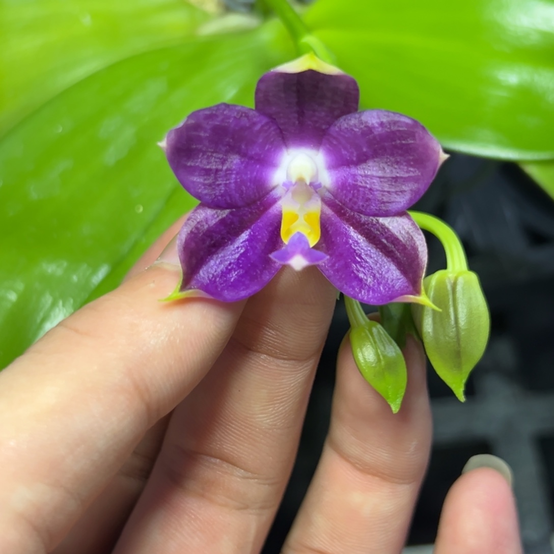 完全开放l335三寸ys1209