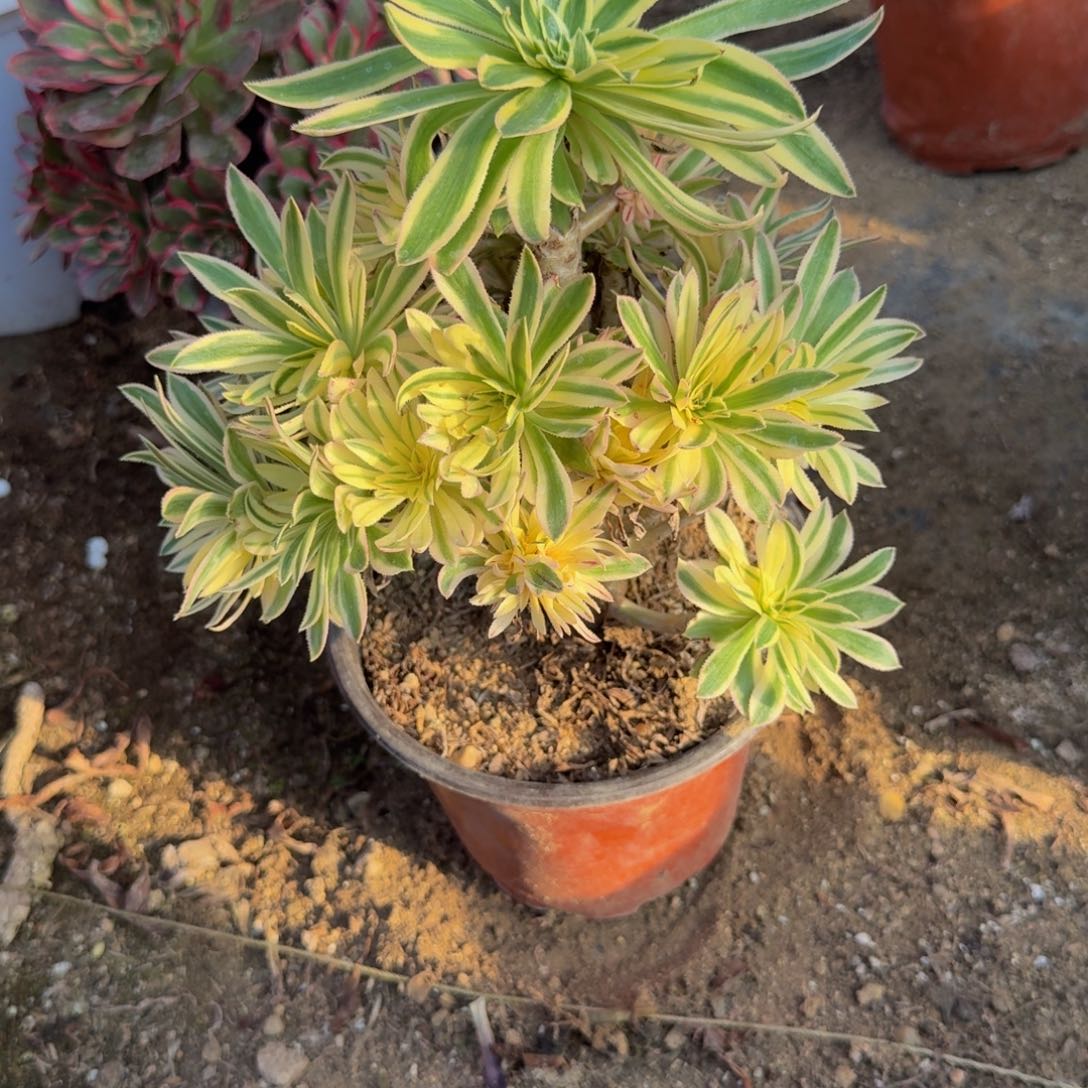 479夕颜。多肉植物