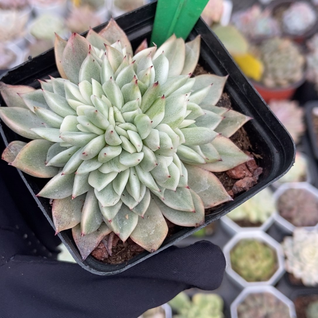 1920麦秆锦缀多肉zhiwu