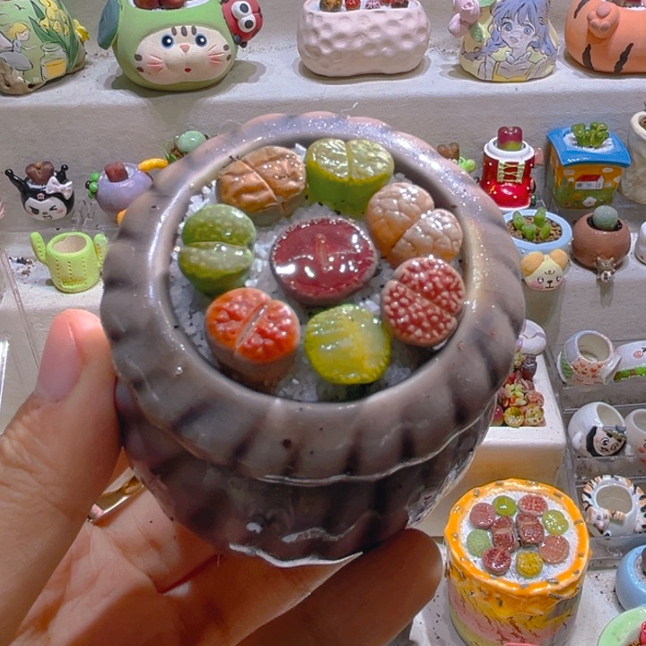 035高端多肉带盆土一套9.9