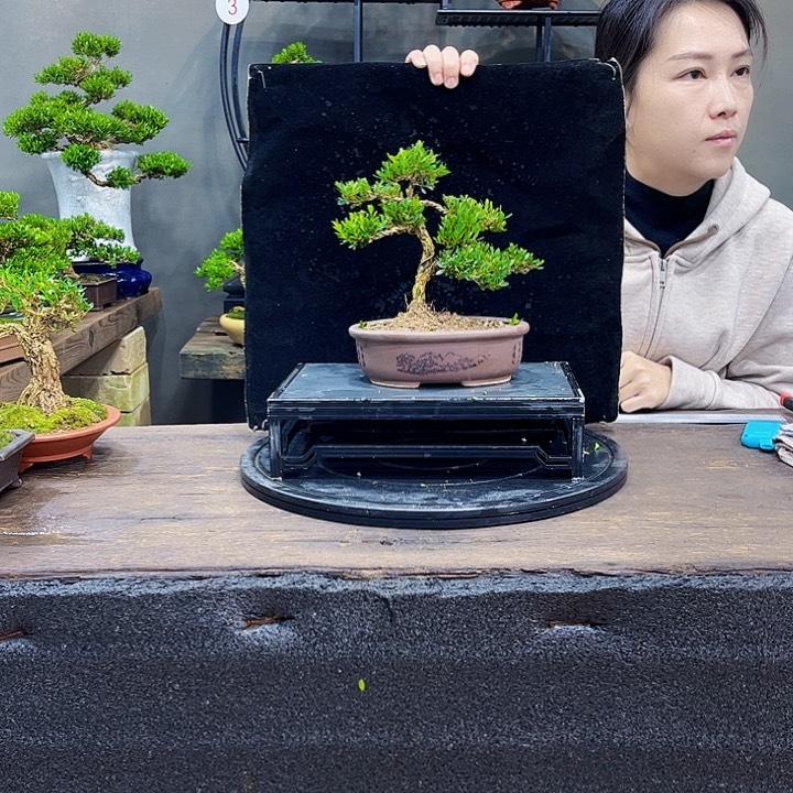 黄杨盆景四季常青不落叶