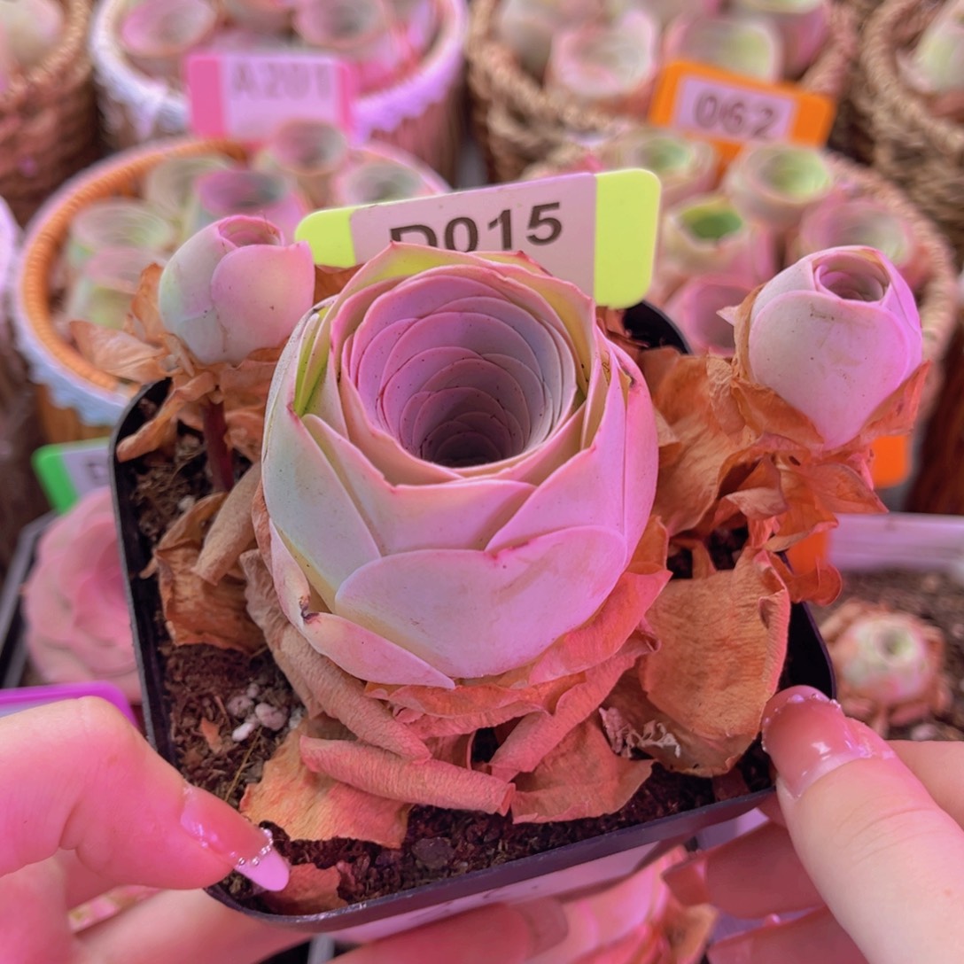 单品姹紫嫣红一物一拍015