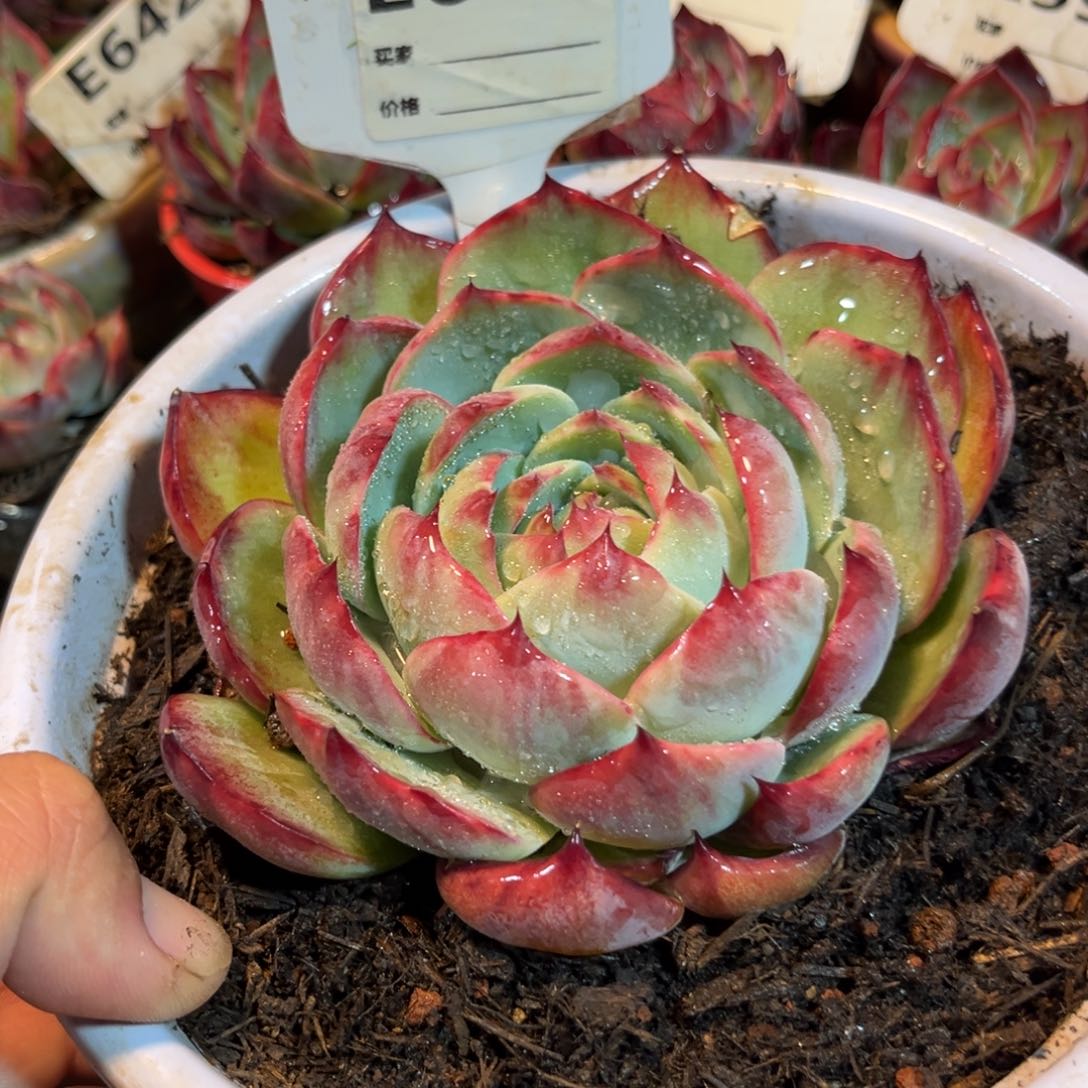 惊鸿一瞥675号多肉