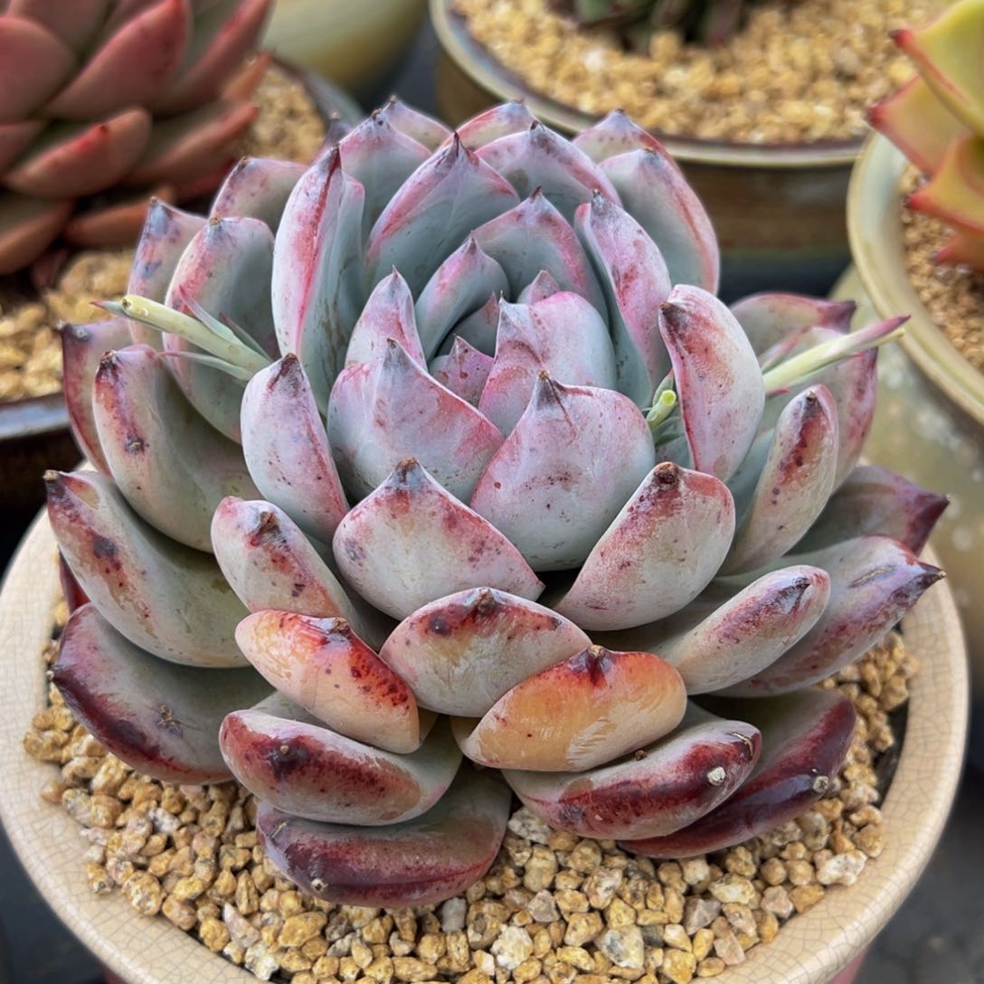 从前多肉精选编号0305.74