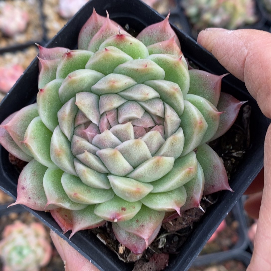 精品多肉一物一拍不包整421