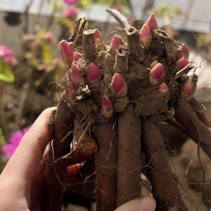 化***蝶完全开放蓝富士大大