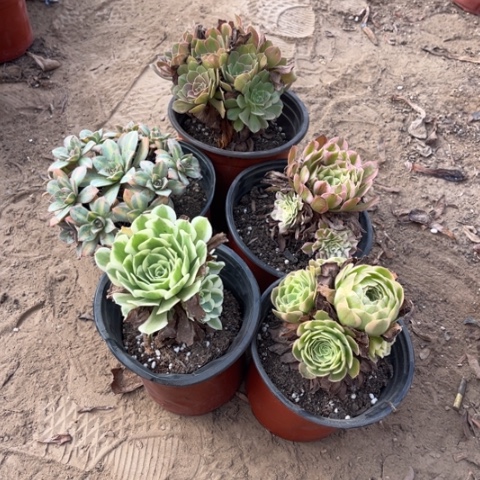 313多肉植物组合，