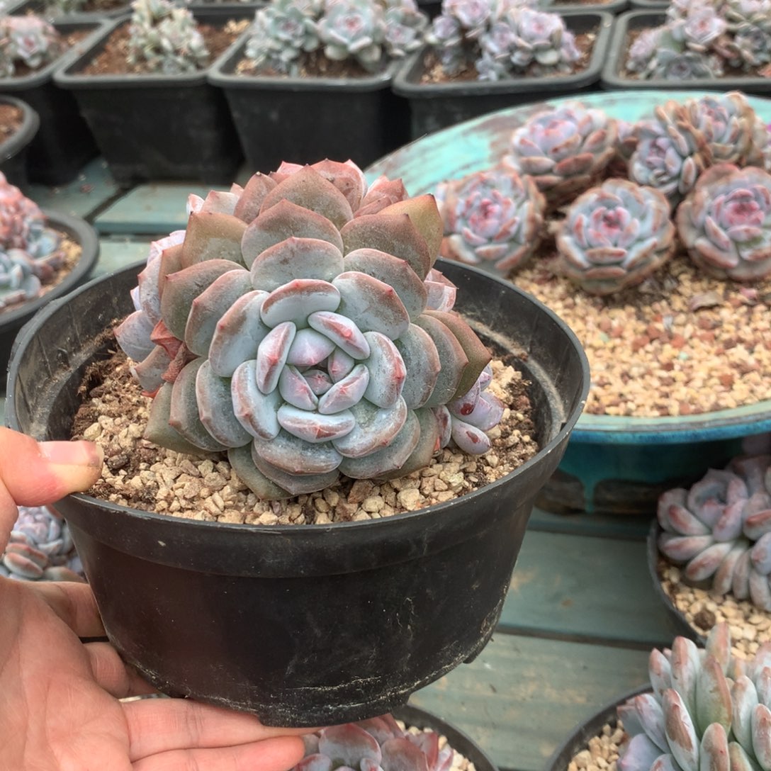 无花朵哈哈哈哈哈哈哈哈哈5