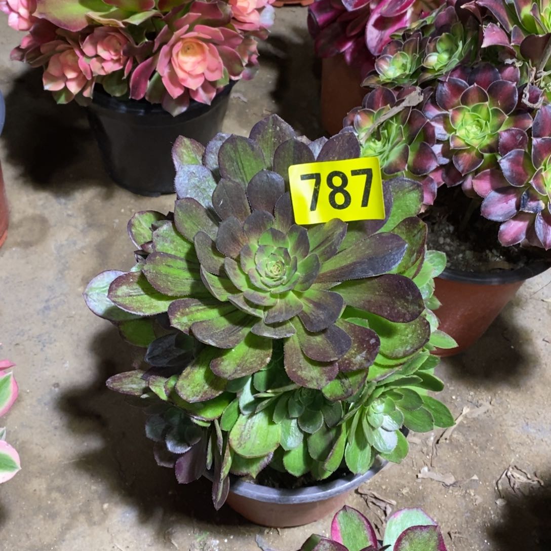 花月夜多肉法师787