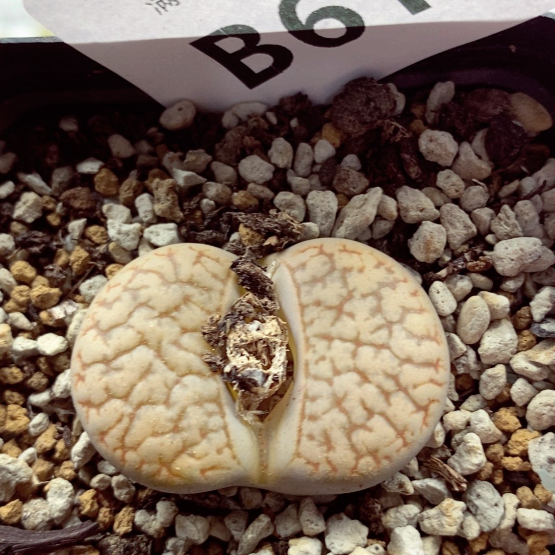 我的小姐姐们都是我616