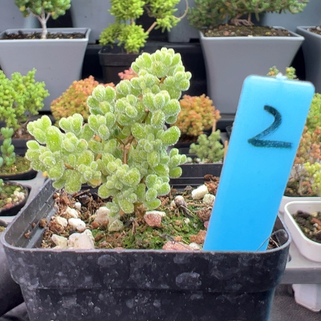 莱斯虎斑锦2号5.5厘米盆