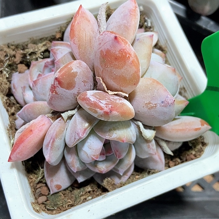 多肉植物石榴籽777