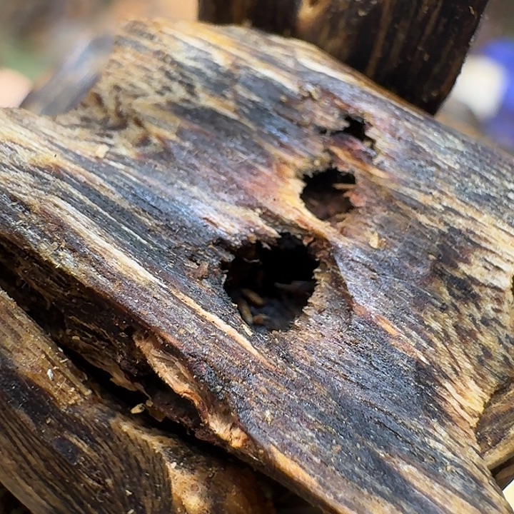 沉香沉香碎屑海南老棋楠紫罗兰树心油老料20克