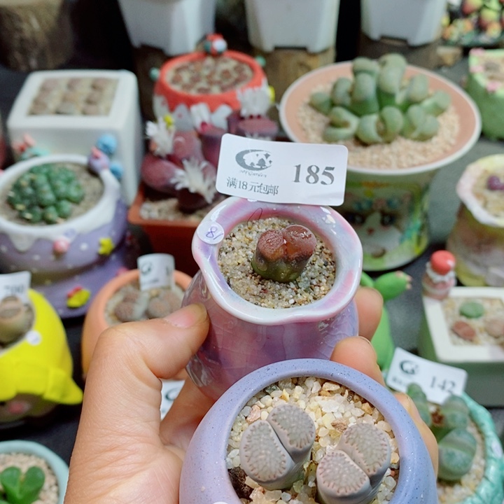 奕***艺生石花花花花花花花185