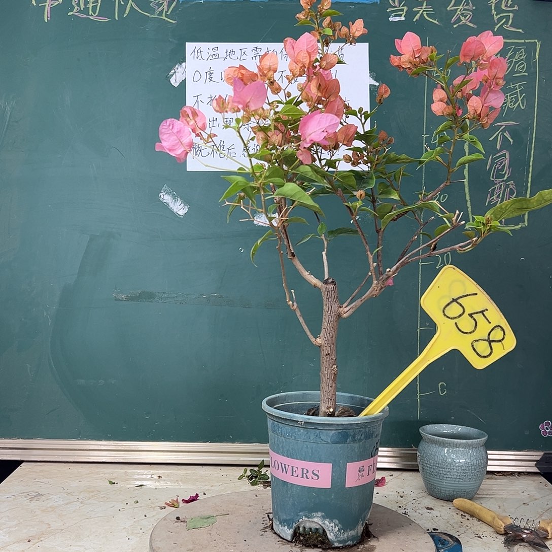 完全开放橙粉公主658